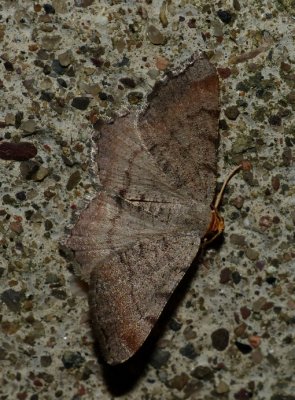 Minor Angle - Macaria minorata