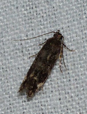 Moth