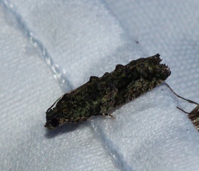 Moth