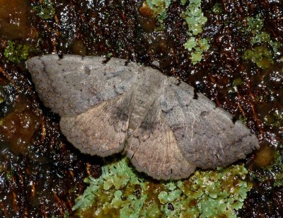 Moon-lined Moth - Spiloloma lunilinea