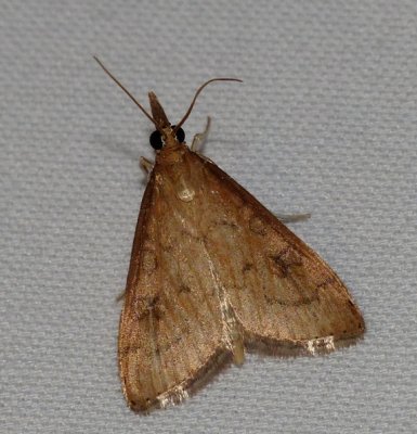 Celery Leaftier - Udea rubigalis