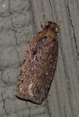 Grass Miner - Agonopterix