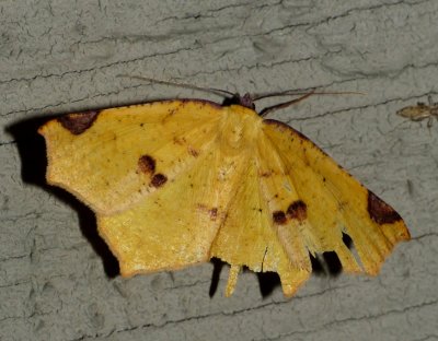 Variable Antepione - >Antepione thisoaria