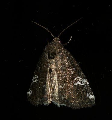 Gray Marvel - Anterastria teratophora