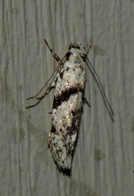 Stripe-backed Moth - Arogalea cristifasciella