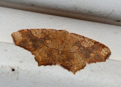 Oak Besma - Besma quercivoraria