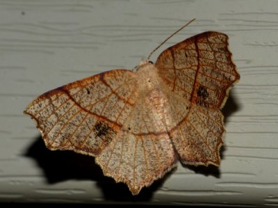 Oak Besma - Besma quercivoraria