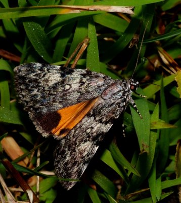 Little Lined Underwing - Catocala lineella