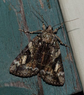 The Little Nymph - Catocala micronympha