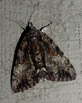 Oldwife Underwing - Catocala palaeogama