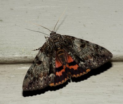 Oldwife Underwing - Catocala palaeogama