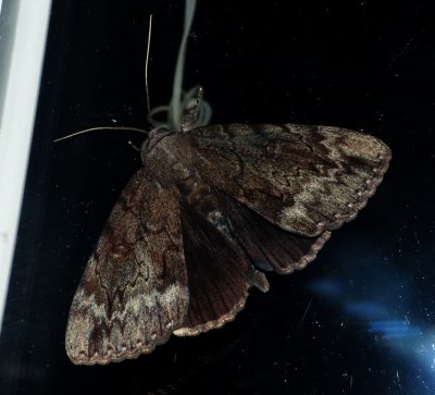 Residua Underwing - Catocala residua