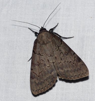 Serene Underwing - Catocala serena