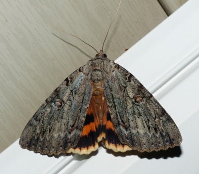 Youthful Underwing - Catocala subnata