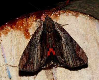 Ultronia Underwing - Catocala ultronia