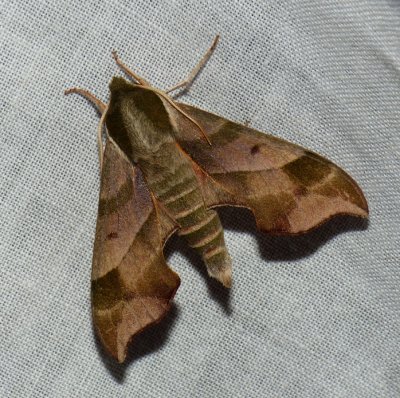 Virginia Creeper Sphinx - Darapsa myron