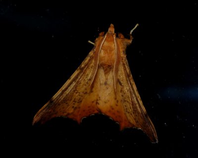 Maple Spanworm - Ennomos magnaria