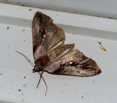 Pink-patched Looper - Eosphoropteryx thyatyroides