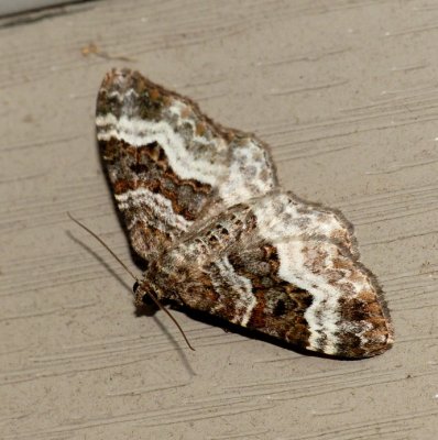 White-banded Toothed Carpet - Epirrhoe alternata
