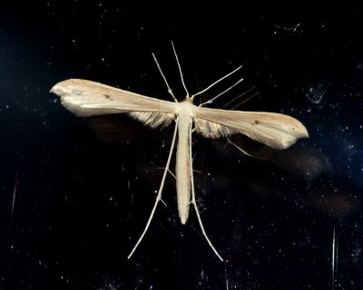 Plume Moth - Hellinsia