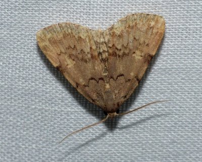 Common Idia - Idia aemula