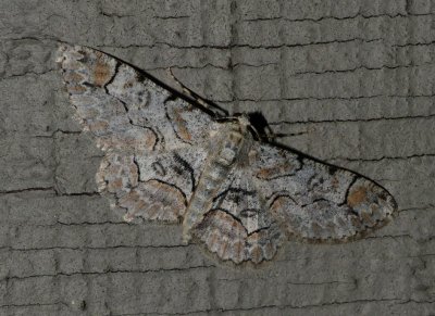 Bent-line Gray - Iridopsis larvaria