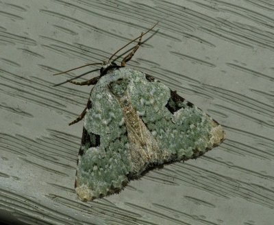 Green Leuconycta - Leuconycta diphteroides