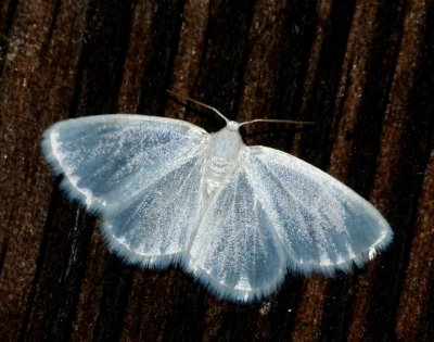 White Spring Moth - Lomographa vestaliata