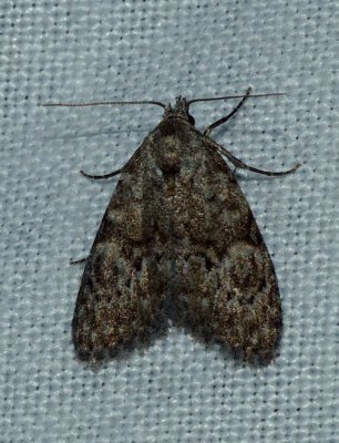 Confused Meganola - Meganola minuscula