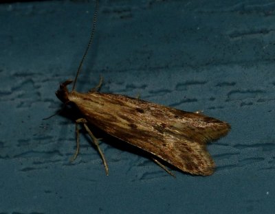 Burdock Seedhead Moth - Metzneria lappella