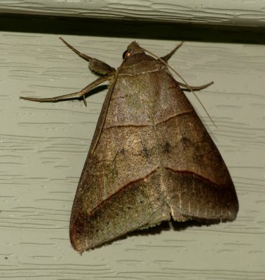 Texas Mocis - Mocis texana