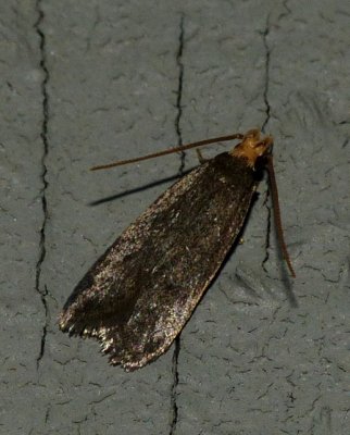 Gelechid Moth