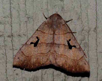 Brown Panopoda - Panopoda carneicosta