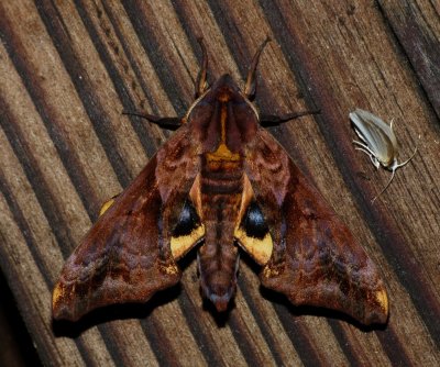 Small-eyed Sphinx - Paonias myops