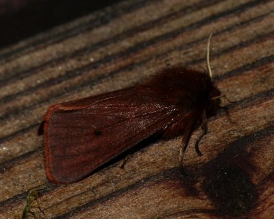 Ruby Tiger Moth - Phragmatobia fuliginosa