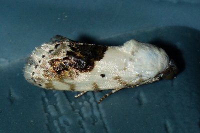 Small Bird Dropping Moth - Ponometia erastrioides