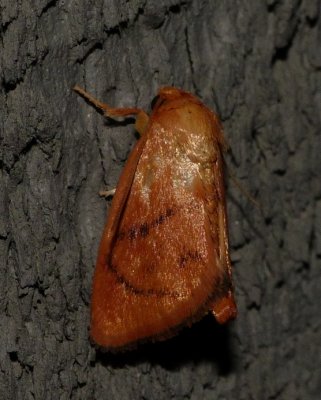 Button Slug Moth - Tortricidia