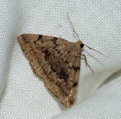 Litter Moth - Zanclognatha dentata