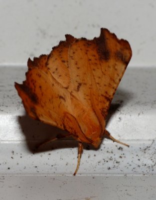 Maple Spanworm - Ennomos magnaria