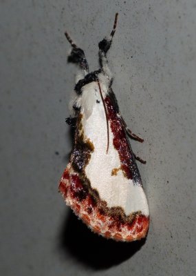 Pearly Wood-Nymph - Eudryas unio