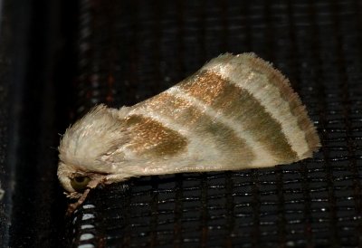Three-lined Flower Moth - Schinia trifascia