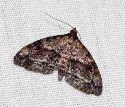 Gold-lined Melanomma Moth - Melanomma auricinctaria