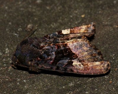 American Angle Shades - Euplexia benesimilis