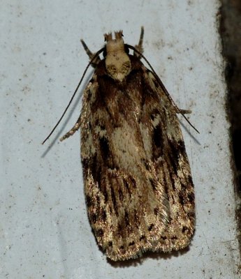 Featherduster Agonopterix - Agonopterix pulvipennella