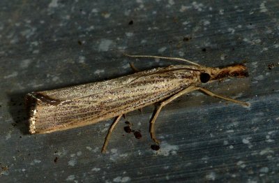 Vagabond Crambus - Agriphila vulgivagellus