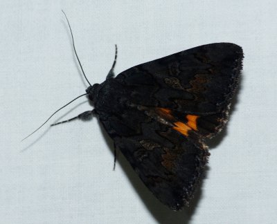 Sweetfern Underwing - Catocala antinympha
