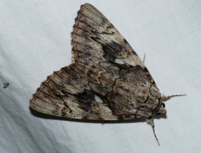 Yellow-banded Underwing - Catocala cerogama