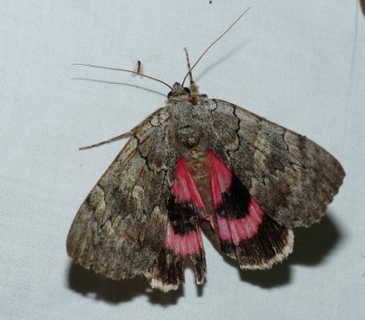 Pink Underwing - Catocala concumbens