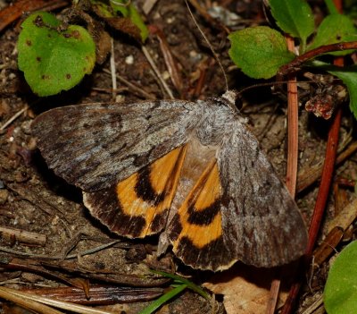 Sordid Underwing - Catocala sordida