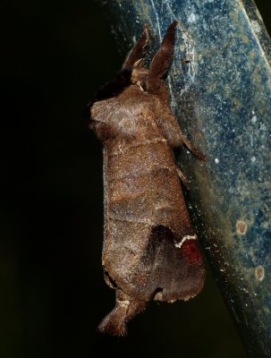 Sigmoid Prominent - Clostera albosigma